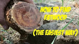 How to find Fatwood (The easiest way)