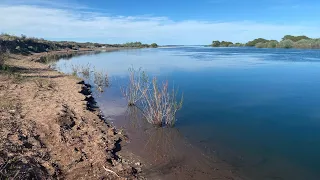 Inicio de temporada limay medio desembocadura, muchas percas, unos pejes, una marrón?