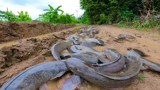 ho ho ho amazing fishing! a lot  of catch catfish in flood water on the catch by hand