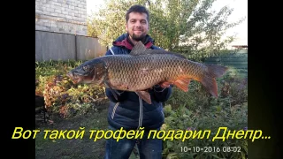 Подводная охота на трофейного сазана. underwater hunting for trophy carp