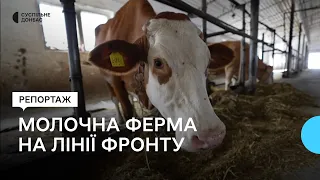 На Донеччині попри бойові дії продовжує працювати молочна ферма