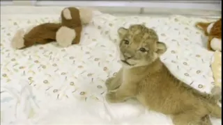 Baby Lion Cubs Happy Despite No Mother