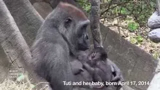 WCS Bronx Zoo Welcomes Two Newborn Gorillas to Troop