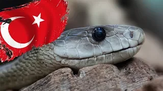 DİKKAT Türkiyede Yaşayan En Zehirli 10 Yılan Türü