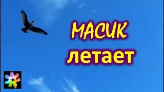 🐤🛫 #13 Птенец морской чайки летает