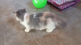 Morning Bliss: A Cat's Breakfast and Playtime Adventure. Mollie