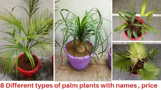 Different types of Palm plants with names and price | My palm plant Collection