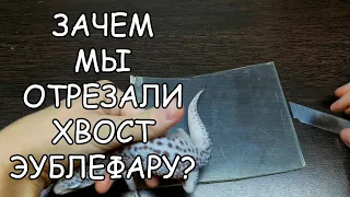 ЗАЧЕМ МЫ ОТРЕЗАЛИ ЭУБЛЕФАРУ ХВОСТ ?