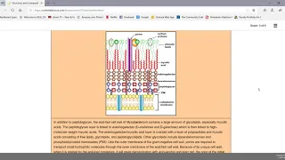 The Acid Fast Cell Wall