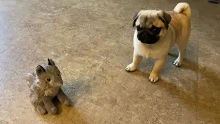 That toy is howling surprising Pug puppy