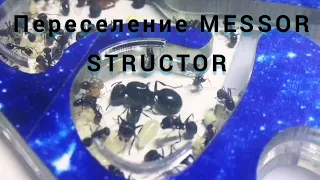 переселение муравьёв MESSOR STRUCTOR 🥳