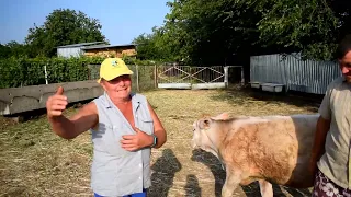 Купили корову як у Бобошко🤝дає по 35л молока💪 породи Brown Swiss, корови як бізнес або казки Бобошко