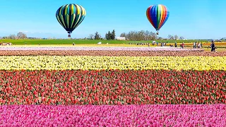 Wooden Shoe Tulip Festival | Top Spring Attraction in Oregon