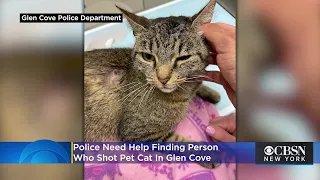 Pet Cat Shot Twice In Glen Cove; Police Want Your Help Finding Whoever Pulled The Trigger