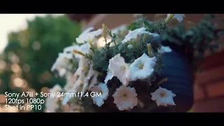 24mm 1.4 GM Test Footage (Sony A7III)