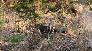 Wild Scottish Badgers - parents and cubs