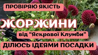 ЖОРЖИНИ В САДУ від «Яскравої Клумби»|ПОСАДКА|ДОГЛЯД| ІДЕЇ КВІТНИКА 🏡 #сад #садок #квітник