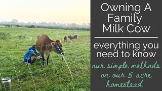 Owning a Family Milk Cow Basics | Family Milk Cow on 5 Acre Homestead | Self Sufficient Homestead