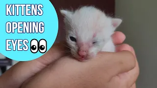 Baby Kittens Open Their Eyes For the First Time | Opening one Eye