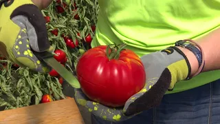 Bandymų stotis: jaučio širdies tipo veislės pomidorai I Augink lengviau