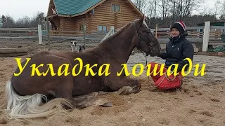 Укладка лошади!!