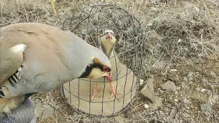 Partridge hunting  Chukar avi Шикори кабк Keklik sesi Kabk shikar شکار کبک