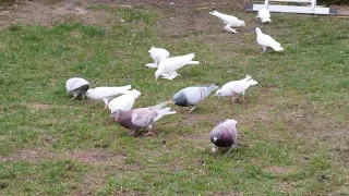 Zwróciłem gołębiom pocztowym wolności PZHGP🤣 Pierwszy oblot w tym roku 😊