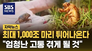 최대 1,000조 마리 튀어나온다..."221년 만에 벌어져, 고통 겪게 될 것" (자막뉴스) / SBS