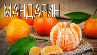 Tangerine: The Southern symbol of the New Year | Interesting facts about tangerines