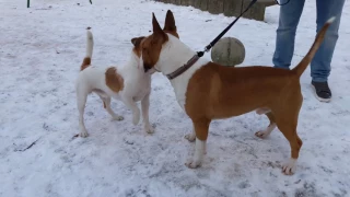 Jack russell terrier vs Bull terrier 1
