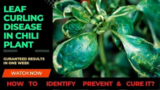 Leaf Curling Disease in Chili Pepper Plants | How to Identify, Prevent & Cure it?