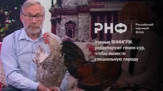 Ученые ВНИИГРЖ редактируют геном кур, чтобы вывести специальную породу