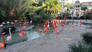 Flamingos på San Diego Zoo