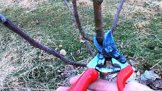 Обрізка 2-3х річних яблунь / Продовжую формувати крону / Pruning apple trees