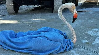 Flamingo under sanctuary's care expected to be released later this week