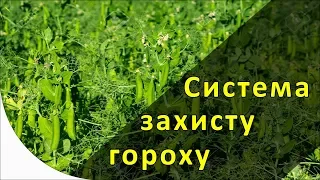 Система захисту гороху. Протруювання і гербіциди.