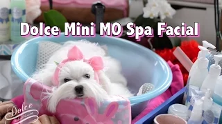 GROOMING FACE: Maltese Face Cleaning &Tear Stain Cleaning ~ Cleaning Tear Stains for Maltese 말티즈미용
