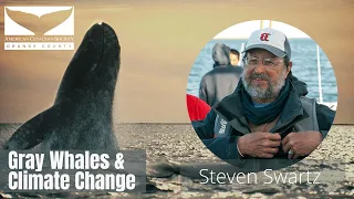 Gray Whales and Climate Change with Steven Swartz