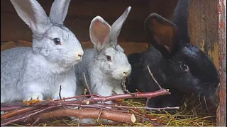 Affordable, free and very useful food for rabbits!!! [hay substitute]