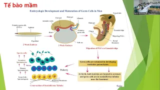 Chẩn đoán và điều trị ung thư tinh hoàn