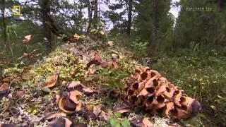 Wild Russia   english Documentary National Geographic Wild Part 3