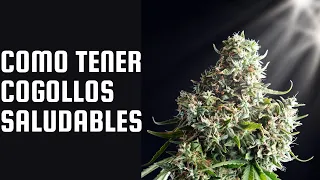 Consejos para la etapa de floración en plantas de cannabis - Marijuana