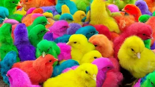 Catch Cute Chickens, Colorful Chickens, Rainbow Chicken, Rabbits, Cute Cats, Ducks, Animals Cute