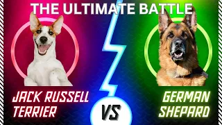 EPIC DOG BATTLE  Jack Russell Terrier vs  German Shepherd   Who Will Reign Supreme !