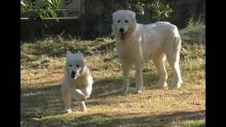 Cuccioli e Campioni di “Pastore  Maremmano Abruzzese”: passione  arianese - Lo Speciale -