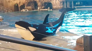 Nighttime Orca Encounter|(Behaviors Only)|2/15/20|SWSD