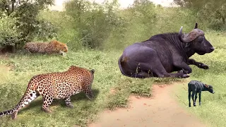 OH! Leopard Wanted Eat Baby Buffalo But Failed and Was Take Down By Mother Buffalo In The Air