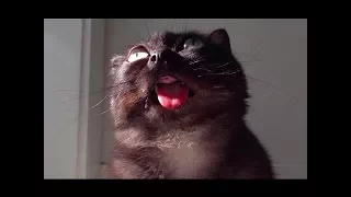 Funny Cats Talking And Yelling Like Humans Compilation 🐾