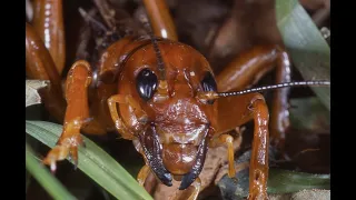 This Potato Bug Eats Everything!  (Documentary)