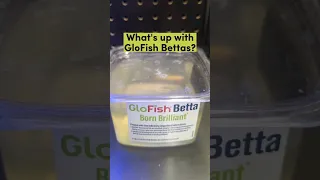 What's up with GloFish bettas?